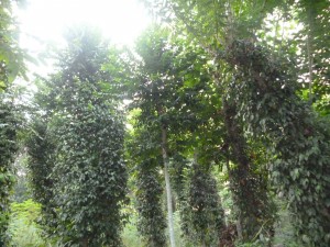 vuon tieu Tin Phuoc 2