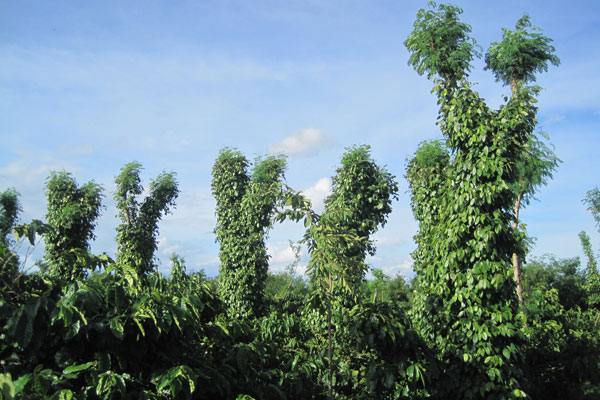 tieu-gia-lai-hru2