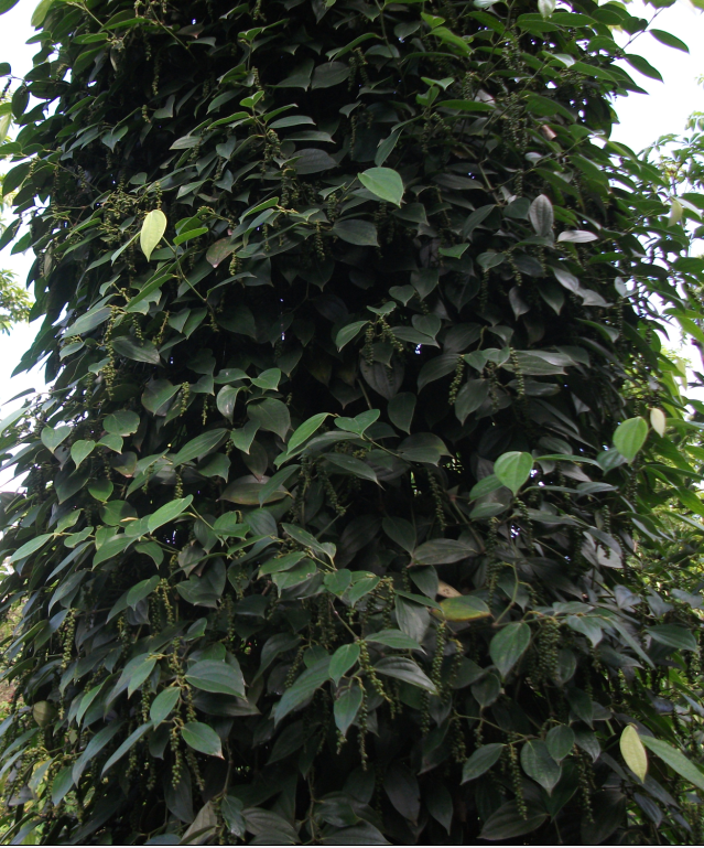 Vĩnh Linh: Được mùa hồ tiêu 