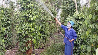 Quảng Trị: Tiêu chết dần, người dân thiệt hại nặng