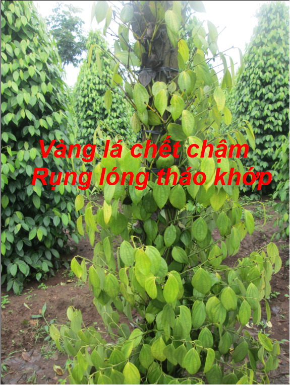 D.vang la chet cham rung long thao khop
