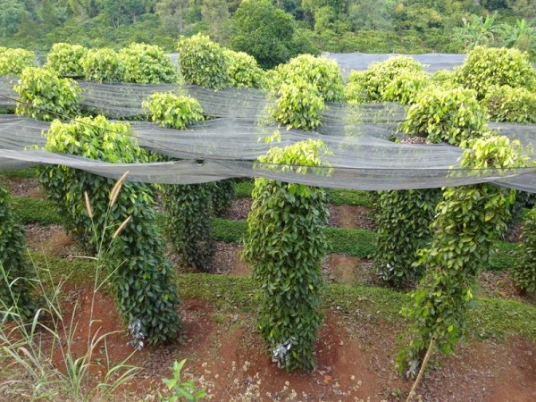 Vườn tiêu ở Bình Phước trồng trên đất dốc 