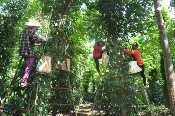 Hàng trăm lao động từ các xã khác đến hái tiêu