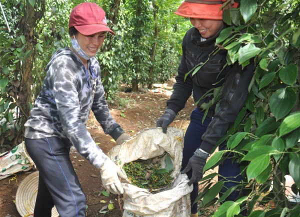 Gom tiêu vừa hái được