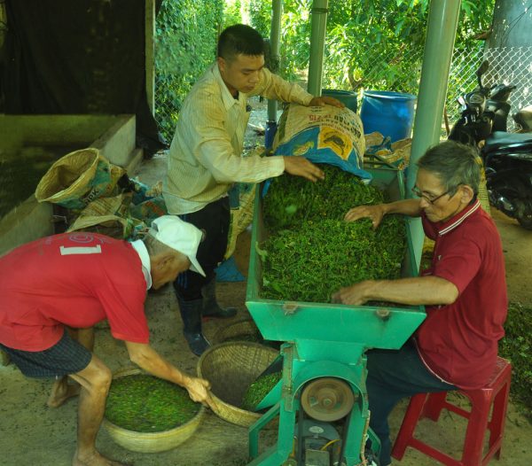 Có máy, việc tuốt tiêu trở nên đơn giản, nhanh chóng