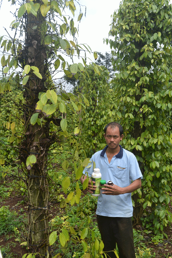 Ông Trần Đức Vinh bên những trụ tiêu bị rụng cành do phun thuốc...