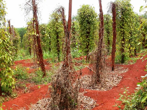 Một vườn tiêu chết do nhiễm bệnh vàng lá chết nhanh.